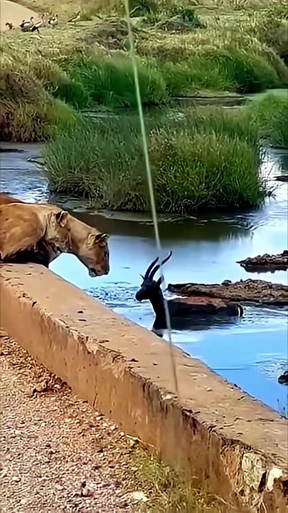 Masters of the Savannah - Lethal Lion Hunts Caught On Camera