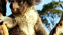 High in the trees of Australia, a tiny baby Koala begins its life in one of nature’s safest places