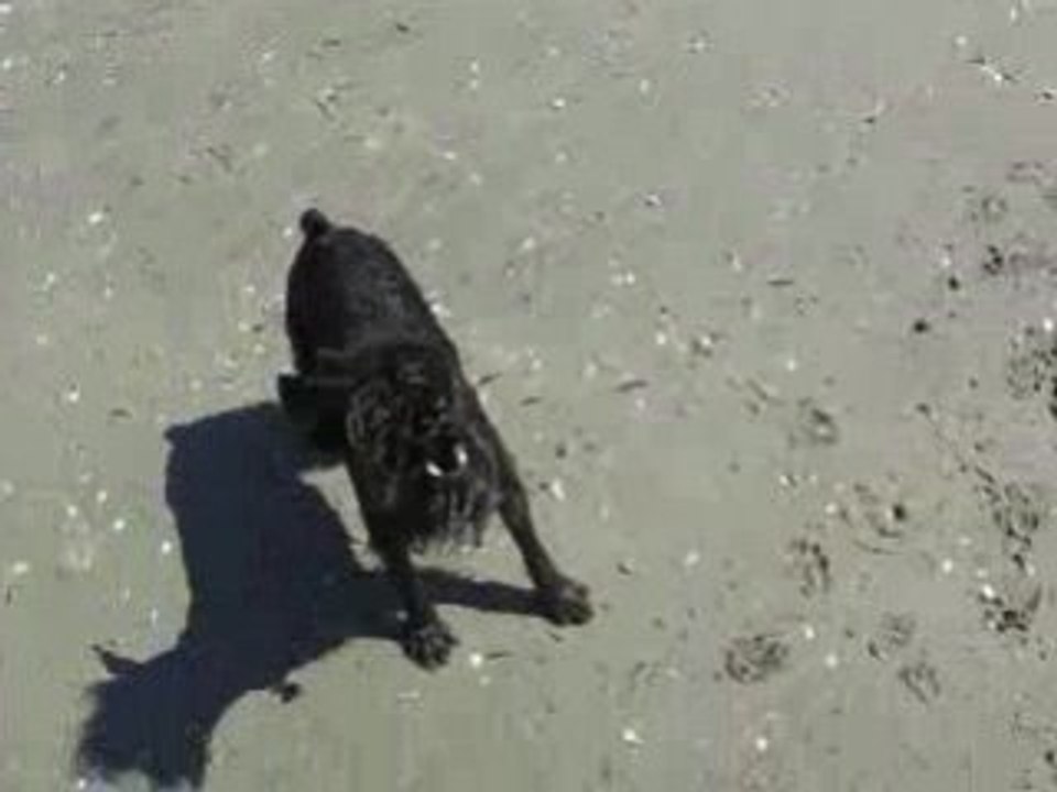 Indy Plage