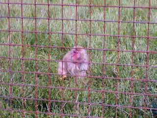 Des macaques du Japon dans le Nord