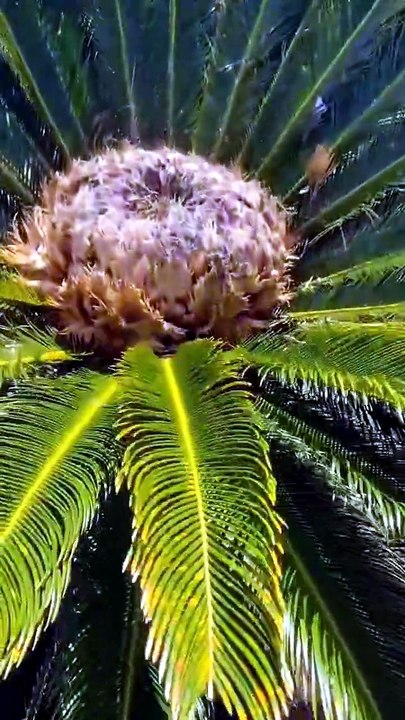 COMO GERMINAR PALMEIRA CICA REVOLUTA