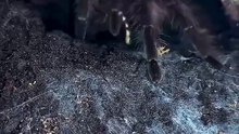 🕷️ A MAIOR ARANHA DO MUNDO FAZ BARULHO!