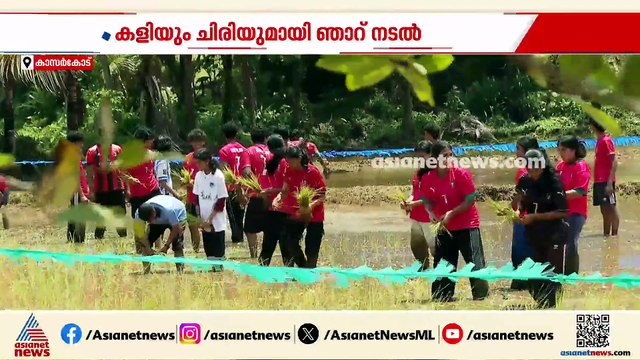 ചെളിയിൽ കുളിച്ച്, മണ്ണിനെ അറിഞ്ഞ് കുട്ടികൾ; അരവത്ത് വയലിൽ കാർഷികോത്സവം, ഞാറ് നട്ട് കുട്ടികൾ
