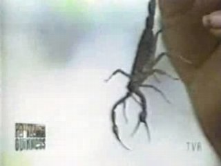 Insolite, Le mangeur de Scorpion