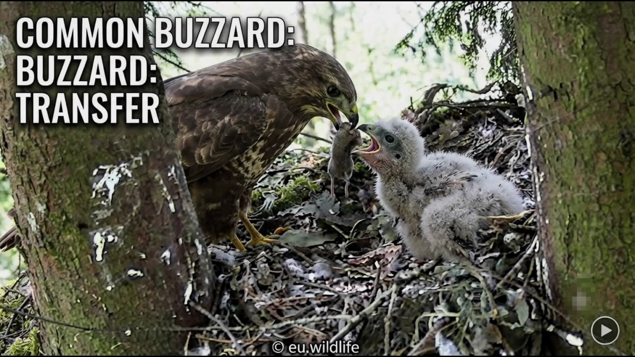 The Brutal Reality of Nature: Will the Smallest Survive? (Part 3)