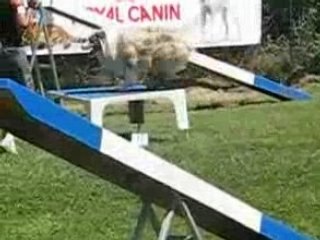 Concours Aussonne 2008 017(1)