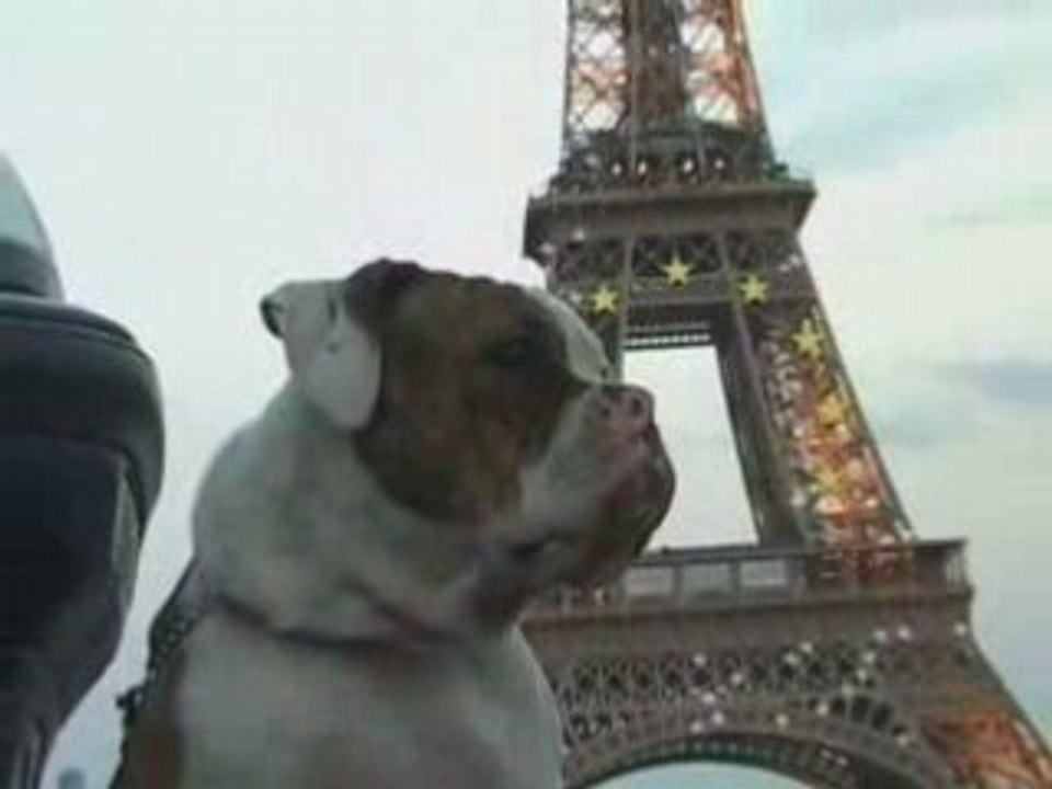 membres du forum bull et terrier au lac de moussy