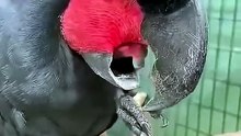 This Bird Can Make MUSIC Like a Professional! 🎵🐦 Nature's Talented Musician