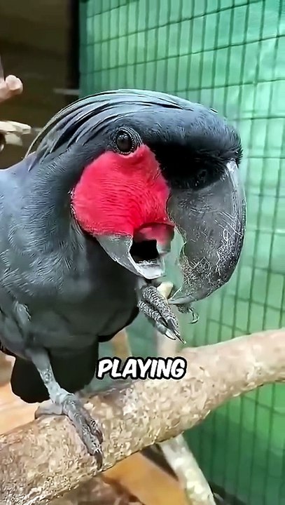 This Bird Can Make MUSIC Like a Professional! 🎵🐦 Nature's Talented Musician