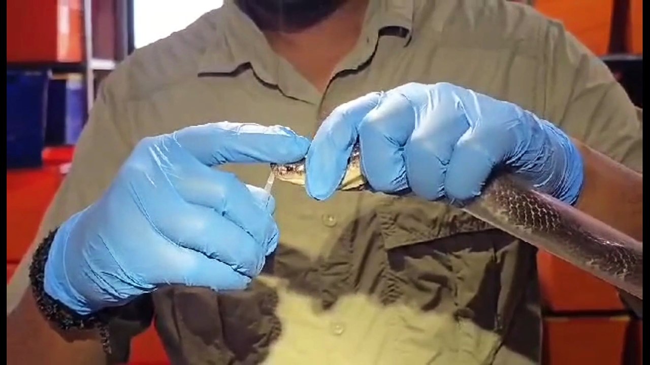 Snake venom routinely extracted ("milked") under controlled conditions,very important in medicine