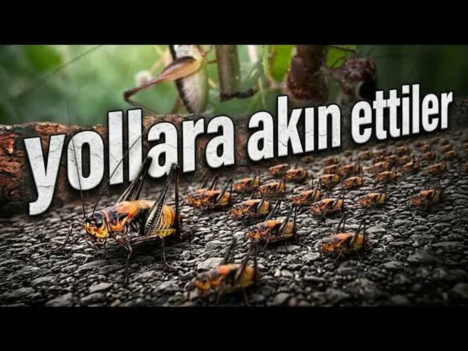 Şırnak'ta çekirge istilası: Yollara akın ettiler!