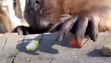 CASTORCITO COMIENDO, SE VE MUY LINDO