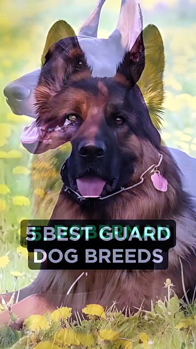 Top 5 GUARD DOG BREEDS #shorts #dog #dogs