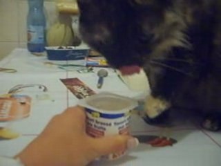chat mangeant un yaourt