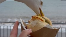 Seagull Crashes A Beach Meal In Seconds