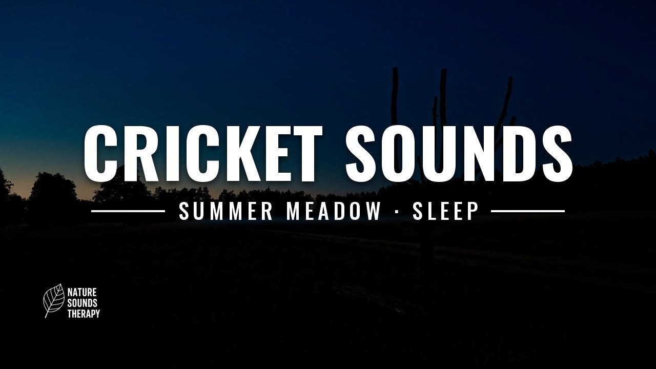 Cricket Sounds for Sleep · Fog Meadow, Summer Night