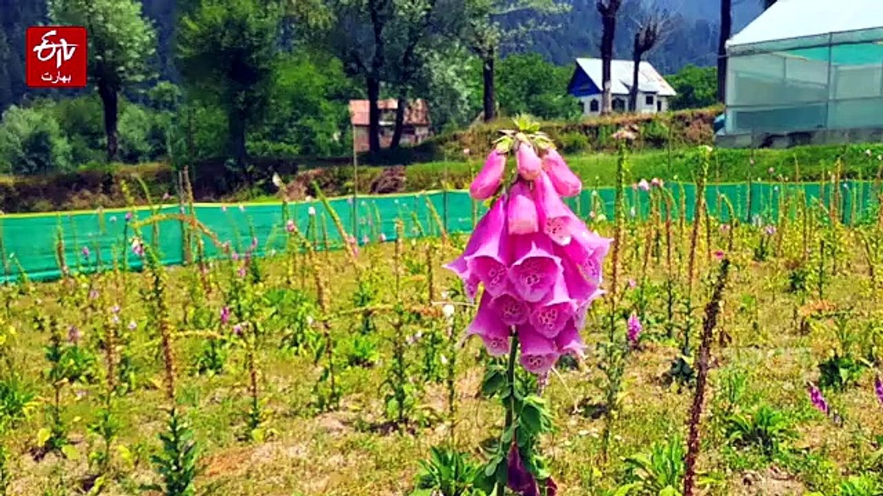 اوڑی کے سرحدی علاقوں میں دواؤں اور خوشبودار پودوں کی شجر کاری مہم کا آغاز