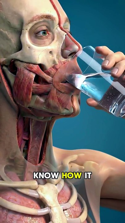 What Happens When You Swallow a Time-Release Pill? 💊 (3D Anatomy)
