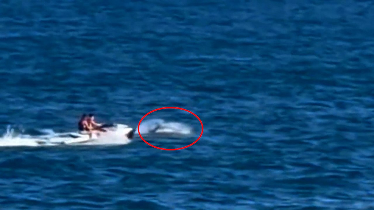 Acosan a unos delfines en alta mar en la costa de Torrevieja (Alicante)