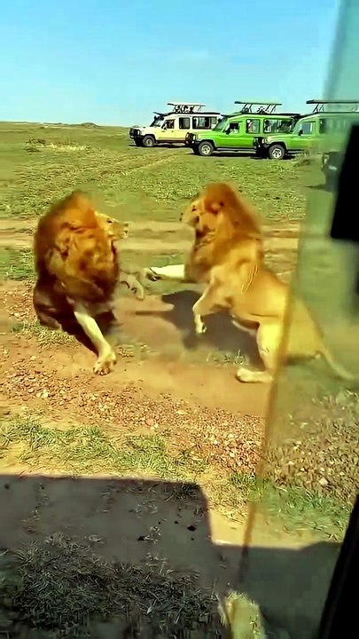 The unparalleled strength of a male lion