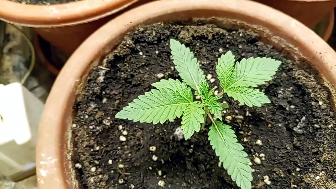 Seguimiento día 9