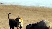 Breathtaking Wildlife Footage Of A Wild Tiger Claiming A Large Elephant Carcass