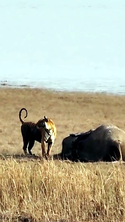 Breathtaking Wildlife Footage Of A Wild Tiger Claiming A Large Elephant Carcass