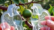 🍊 Eagle-Shaped Mandarin! 🤯 #Mandarin #FruitTransformation #OddlySatisfying #Farming #TimeLapse #4K #Viral