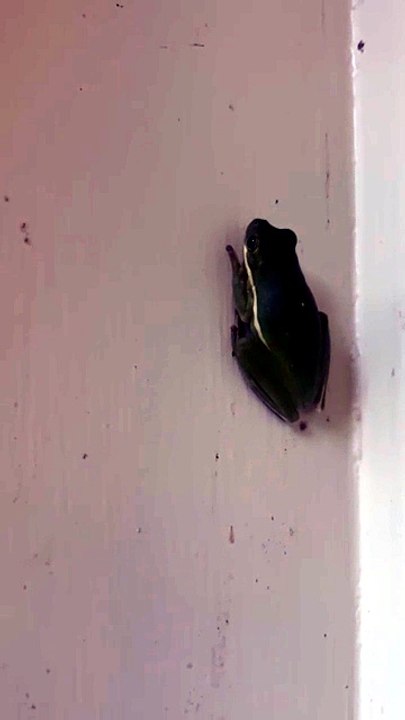 Une grenouille avale une luciole… et se met à briller dans le noir