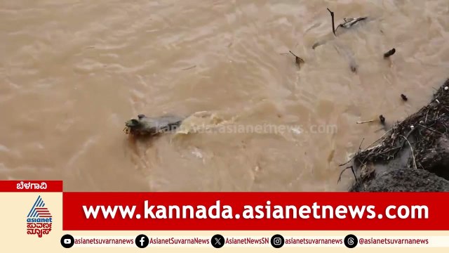 Karnataka Rain | ಬತ್ತಿ ಹೋಗಿದ್ದ ಮಲಪ್ರಭಾ ನದಿಗೆ ಜೀವಕಳೆ: ಈ 4 ಜಿಲ್ಲೆಗಳ ರೈತರಲ್ಲಿ ಹಬ್ಬ! | Suvarna News