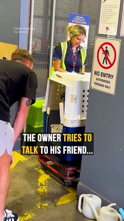 Dog's Heartwarming Reaction After Recognizing His Owner 🥹❤️#dog #dogreunion #doglover #loyaldog #heartwarming #animals #pets #emotional #viral #shorts #wholesome #love #animalstories #petlover #reunion