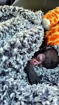 Rescued Baby Spider Monkey Melts Everyone's Heart 🥹🐒❤️#spidermonkey #monkey #babymonkey #wildlife #animalrescue #animals #cuteanimals #heartwarming #nature #wildlifeconservation #viral #shorts #animalstories #petlover #monkeylove