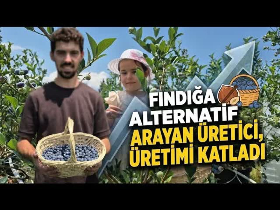 10 dönümle başladı, 60 dönümlük yaban mersini bahçesi kurdu