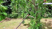 Calls to protect Potternewton Park orchard from vandals