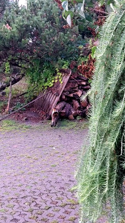 Do I need a scratching post? No! I have a whole backyard! :) #cats #funnycats #catlovers