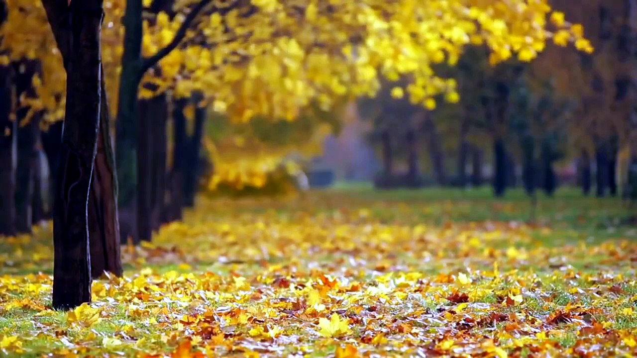 Relaxation Automnale 🍂 Musique Calme pour Immersion en Forêt