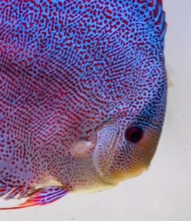 ​Le Discus : Les secrets du poisson le plus iconique de l'aquarium