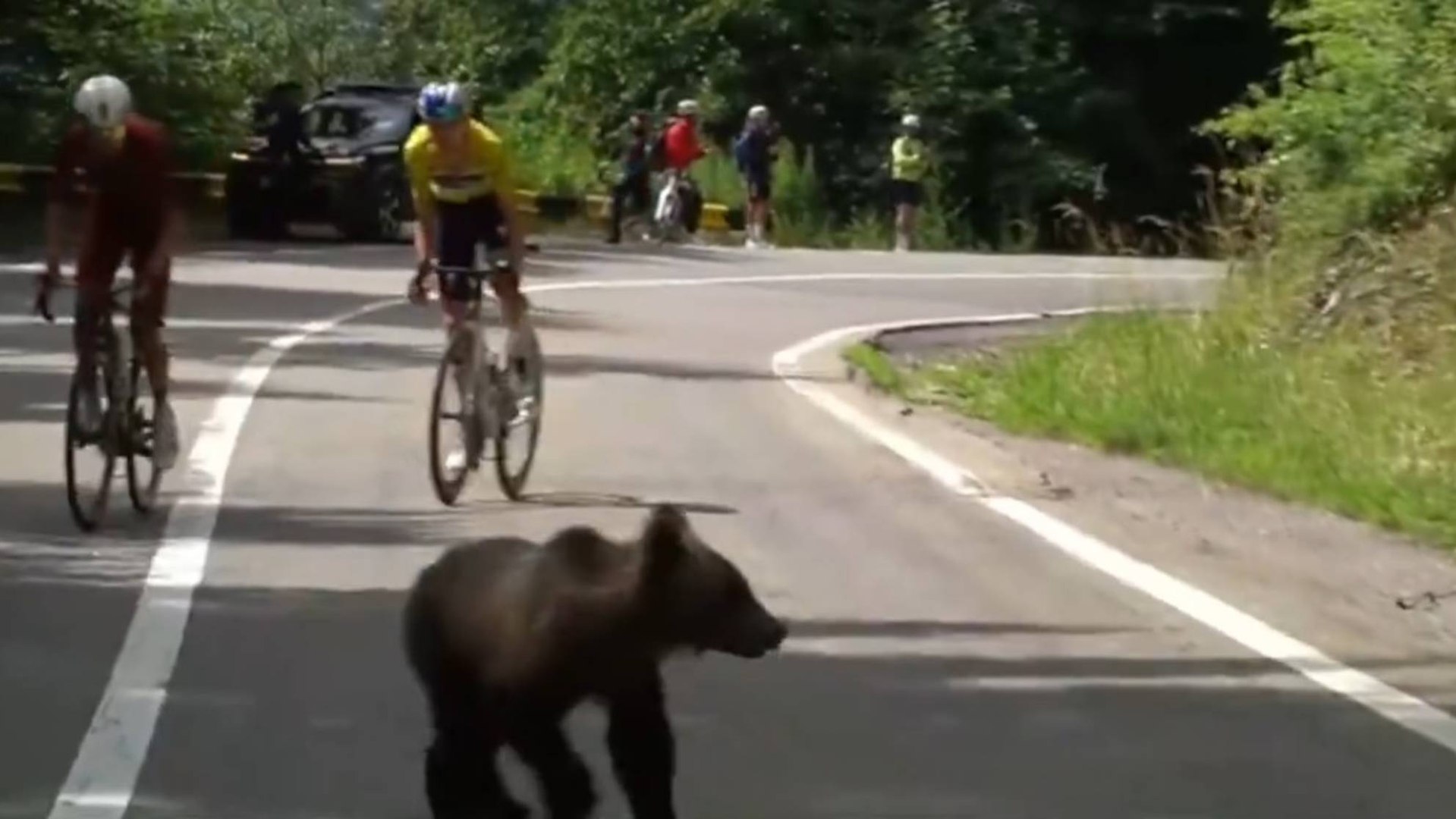 El invitado más peligroso del Tour de Sibiu: un oso corta el paso a los líderes
