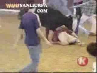 boga guresi www.sanliurfa.com