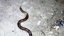 Venomous or non venomous