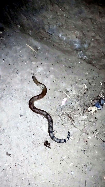 Venomous or non venomous