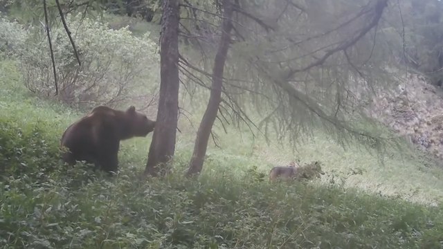 Trentino, il video dei lupi che provocano l'orso e l'inseguimento: l'incredibile «duello» ripreso dalle fototrappole