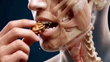 🌰 A single walnut begins an incredible journey inside your body.