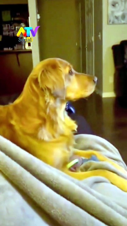 Dog Sees a Monster on TV for the First Time! 😱 Dog reaction