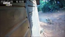 Onça-parda é flagrada por câmera de segurança em São Pedro do Piquiri