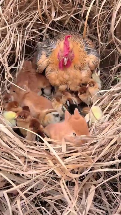 It Looks Like the Baby Rabbits Found Warmth in the Chicken’s Nest