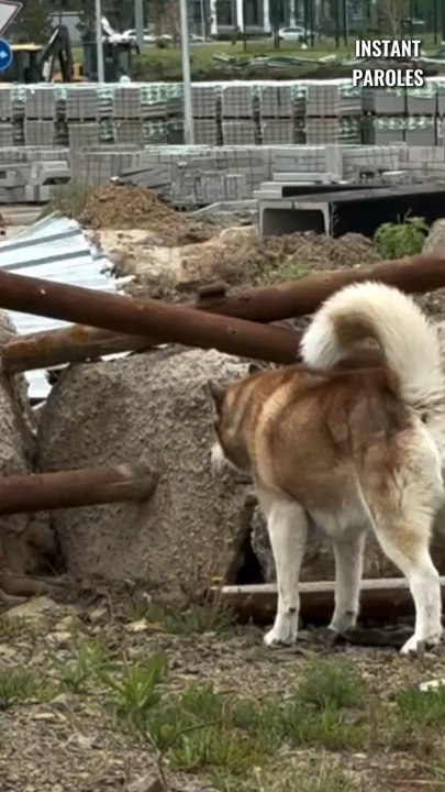 Ce chiot commence une nouvelle vie grâce à la mobilisation de cette femme et de ce chien
