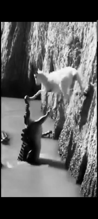 The Ultimate Survival: Goat Outsmarts a Giant Crocodile 🐊