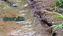 Japanese Fish and frog pretending to be dead upon seeing a snake