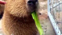 Cute animals